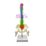 Human Small Spine Model with Fold-Out Guide